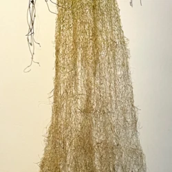 BERDINE VAN DER MESCHT-Culture and Nature